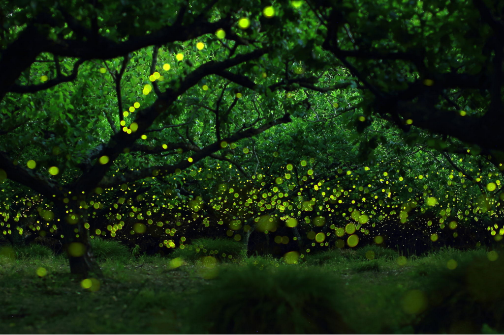 "Fairies Forest (Firefly)", Yume ©